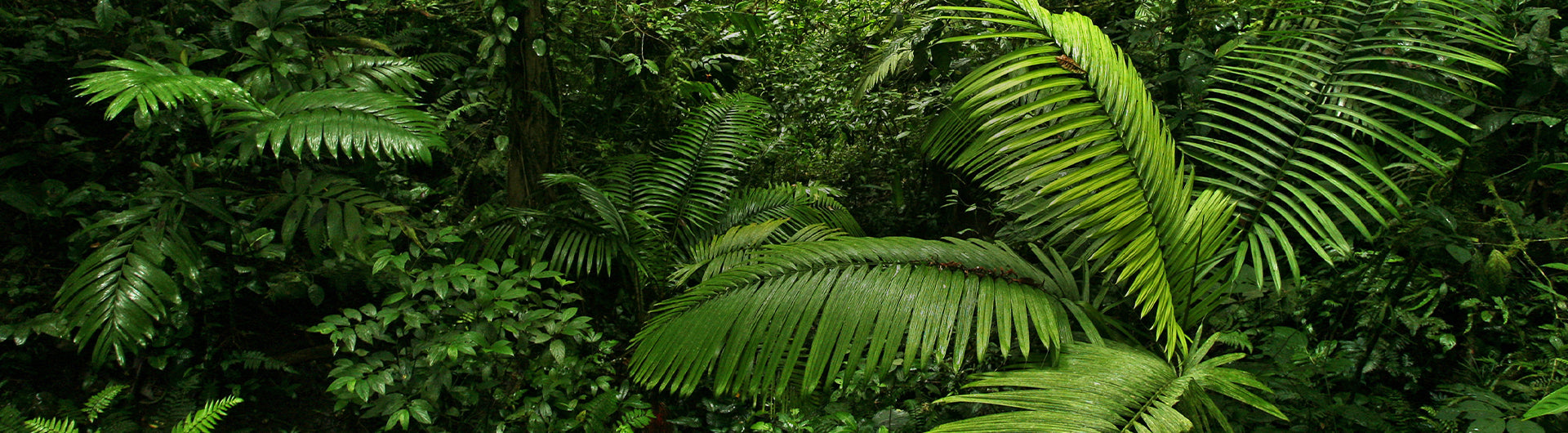 Tropical jungle scene